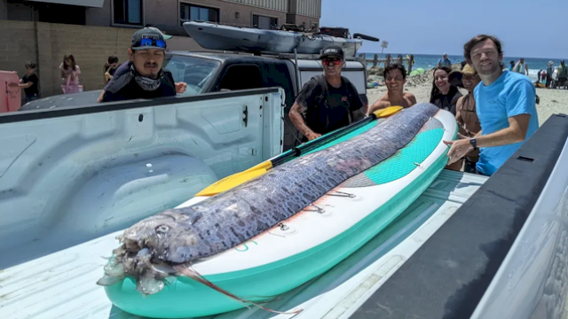 Oarfish atau ikan kiamat ditemukan terdampar di California. (Foto: UC San Diego) 