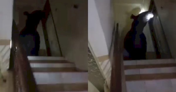 Viral Seekor Tapir Berukuran Besar Masuk Rumah Warga, Naik Tangga Hingga ke Lantai 2