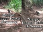 Viral Monyet dengan Kondisi Tangan Terikat ke Belakang di Gunung Panderman, Netizen Geram