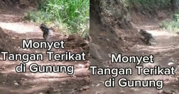 Viral Monyet dengan Kondisi Tangan Terikat ke Belakang di Gunung Panderman, Netizen Geram