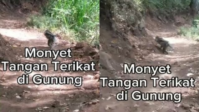 Seekor monyet dengan tangan terikat tali ke belakang di Gunung Panderman. (Foto: Instagram @mountnesia)