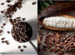 Cokelat dan Kopi Kini Jadi Komoditas Unggulan untuk Swasembada Pangan