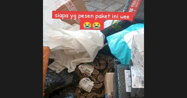 Viral Paket Isi Ular Ukuran Besar Tanpa Kandang, Bikin Kurir Kaget