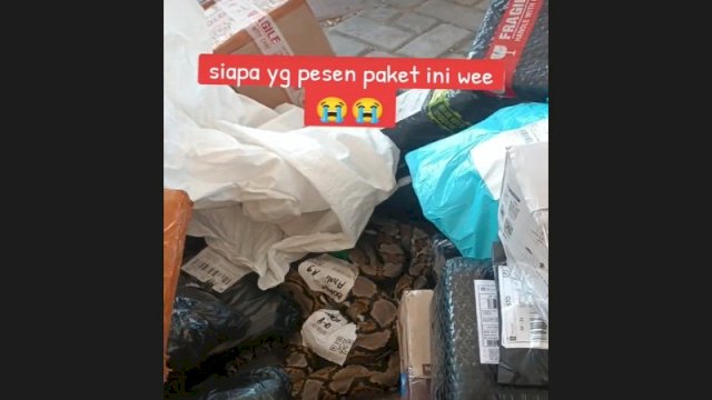 Paket ular tanpa kandang. (Foto: TikTok MamaGibran)