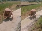 Viral Emak-emak Hancurkan Jalan yang Sudah Dicor, Tak Terima Dibangun di Tanah Miliknya 