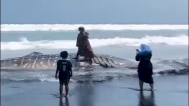 Seorang emak-emak naik ke atas bangkai paus yang terdampar di pantai Lumajang. (Foto: Instagram @fakta.indo)