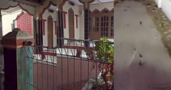 Viral Ribuan Tikus Serbu Pemukiman Warga, Naik ke Pagar hingga Berkeliaran di Jalanan