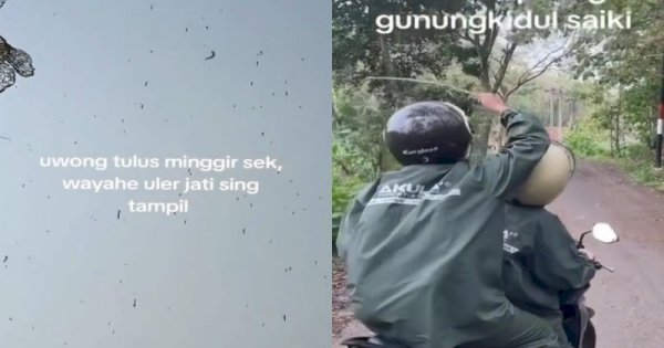 Viral Ribuan Ulat Jati Bergelantungan di Gunungkidul, Bikin Pengendara Takut 