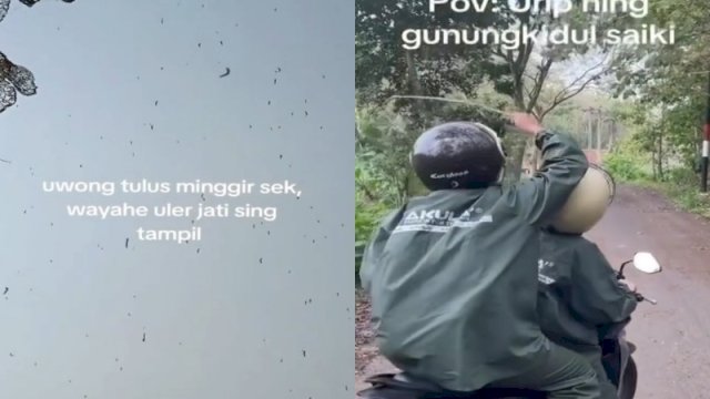 Viral Ribuan Ulat Jati Bergelantungan di Gunungkidul, Bikin Pengendara Takut 