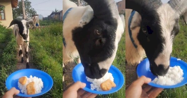 Bukan Rumput, Kambing Ini Tuai Sorotan Gegara Suka Makan Nasi Campur Nugget