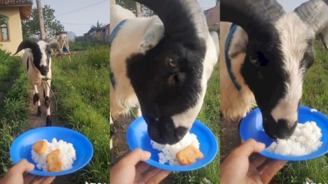 Seekor kambing makan nasi campur nugget. (Foto: TikTok @renaldirahman15)