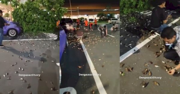 Viral Kawanan Burung Pipit Mati Mendadak di Bandara Ngurah Rai Bali, BKSDA Buka Suara 