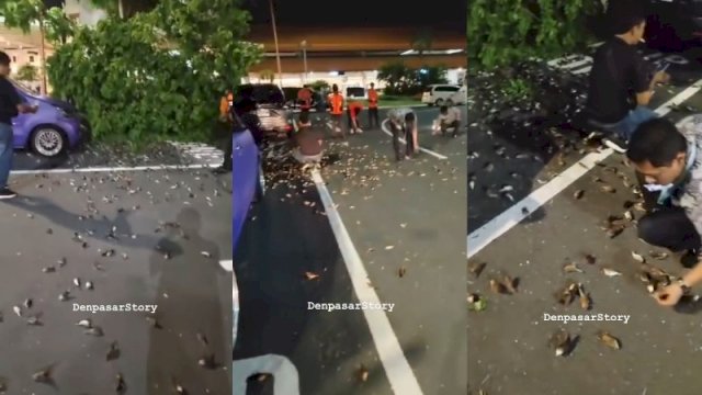 Ratusan burung Pipit berserakan dan mati massal di Bandara I Gusti Ngurah Rai Bali. (Foto: Instagram @denpasarstory)