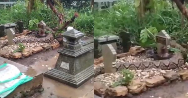 Viral Ular Berukuran Besar Melingkar di Atas Sebuah Makam, Bikin Netizen Merinding