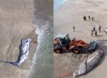 Viral Bangkai Paus 7 Meter Ditemukan Terdampar di Pantai Legian Bali 