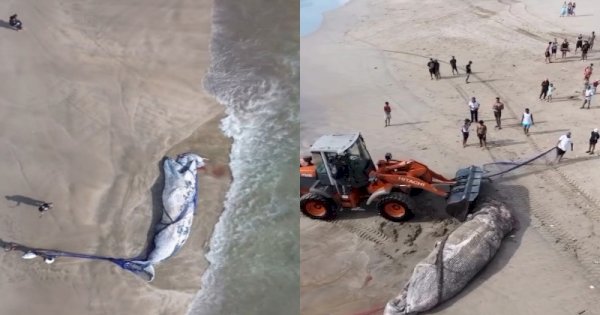 Viral Bangkai Paus 7 Meter Ditemukan Terdampar di Pantai Legian Bali 