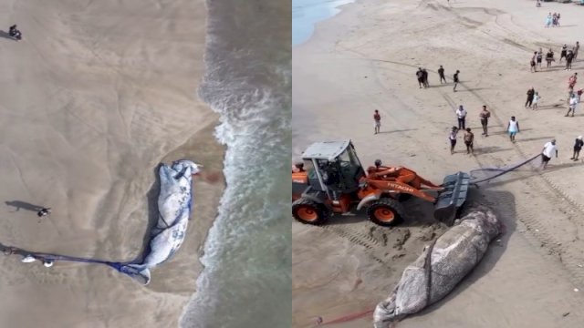 Bangkai paus 7 meter terdampar di Pantai Legian Bali. (Foto: Instagram @infodenpasarterkini.id)