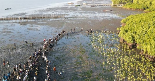 Ratusan Pemuda dari Berbagai Latar Tanam 2000 Bibit Mangrove di Binanga Sangkara Maros