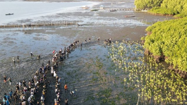 Ratusan Pemuda dari Berbagai Latar Tanam 2000 Bibit Mangrove di Binanga Sangkara Maros