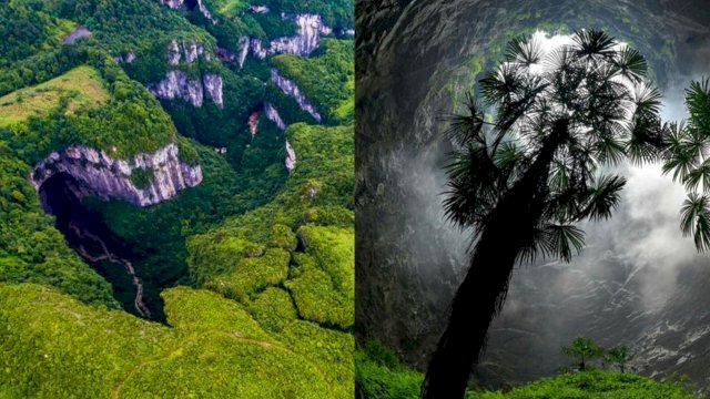 Peneliti Temukan Hutan Purba dalam Lubang Raksasa