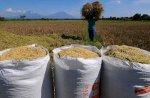 Petani Harus Tahu, Bulog Wajib Beli Gabah Kering Seharga Rp6500 per Kilogram