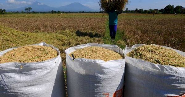 Petani Harus Tahu, Bulog Wajib Beli Gabah Kering Seharga Rp6500 per Kilogram