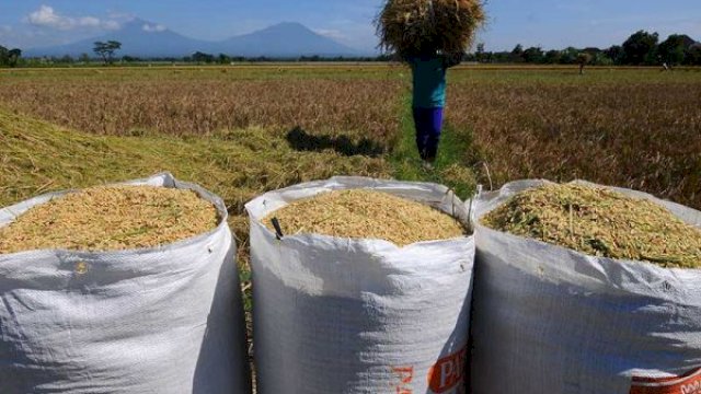 Petani Harus Tahu, Bulog Wajib Beli Gabah Kering Seharga Rp6500 per Kilogram