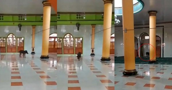 Viral Babi Hutan Masuk ke Dalam Masjid di Cianjur, Bikin Warga Panik