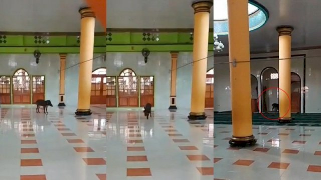 Seekor babi hutan masuk ke dalam masjid dan berkeliaran di area shaf imam salat. (Foto: TikTok @cianjurtea_)