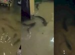 Viral Ikan Lele Masuk ke Rumah Warga di Kalideres Saat Banjir 