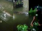 Banjir Bawa ‘Tamu Tak Diundang’, Buaya Besar Hebohkan Warga Antang