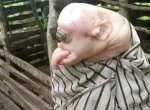 Anak Babi Lahir Bermata Satu Hebohkan Warga NTT, Ini Penjelasan Polisi 