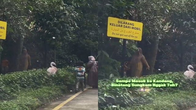 Sejumlah pengunjung nekat keluar dari mobil di area satwa liar Taman Safari Bogor. (Foto: X @txtdaribogor)