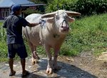 Tedong Bonga Toraja Resmi Terdaftar sebagai Kekayaan Intelektual Komunal