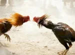 Sabung Ayam di Indonesia: Dari Tradisi Bersejarah hingga Kontroversi Modern