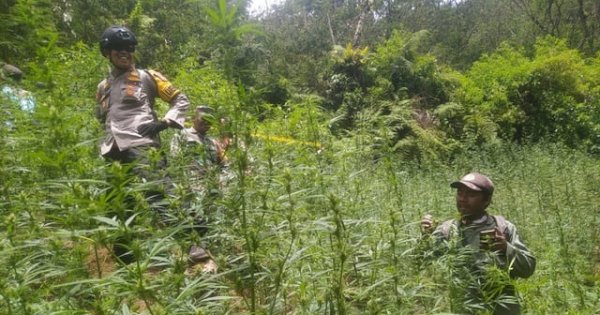 59 Titik Ladang Ganja di Gunung Bromo Ditemukan Berkat Drone, Kemenhut Buka Suara Perihal Larangan Penggunaannya