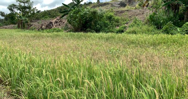 Petani di Pinrang Dipaksa Gagal Panen Akibat Pemda Beri Izin Penambang