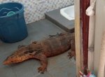 Biawak Berbobot Besar Masuk Rumah Warga di Depok, Damkar Turun Tangan 