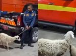 Warga Lapor Kehilangan Kambing, Petugas Damkar Bantu Cari Sampai Ketemu 