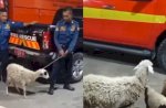 Warga Lapor Kehilangan Kambing, Petugas Damkar Bantu Cari Sampai Ketemu 
