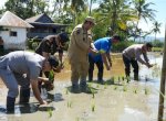 Dukung Ketahanan Pangan, Bupati Maros Lakukan Tanam Padi IP300
