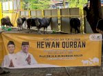Nurdin Halid Bagi 40 Ekor Sapi Kurban di 9 Kabupaten/Kota di Sulsel