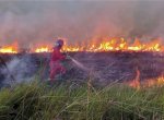46 Orang Jadi Tersangka Pembakaran Lahan dan Hutan di Riau 