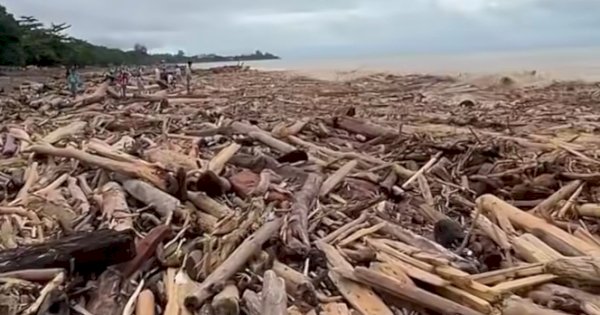 Respon Kemenhut Soal Gelondongan Kayu Terbawa Banjir Bandang di Sumatera