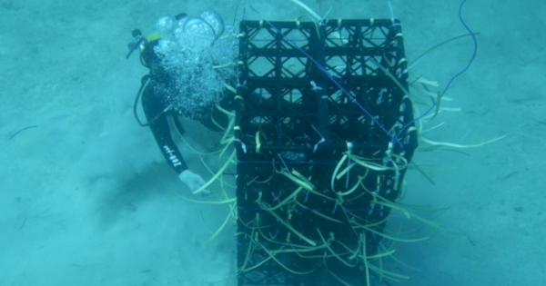 Pemprov Sulsel Gencarkan Program Apartemen Ikan