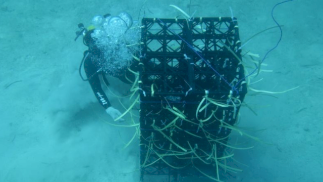 Pemprov Sulsel Gencarkan Program Apartemen Ikan