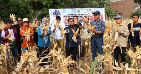 Pemkot Parepare dan Unhas Berhasil Panen Perdana Jagung Jago