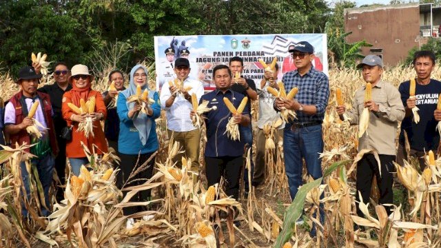 Pemkot Parepare dan Unhas Berhasil Panen Perdana Jagung Jago