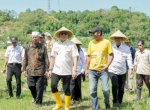 Turun ke Sawah, Wabup Abustan Andi Bintang Ajak Petani Barru Lestarikan Tradisi Mappalili