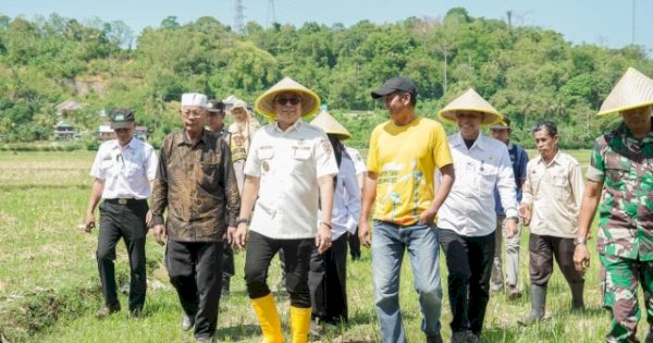 Turun ke Sawah, Wabup Abustan Andi Bintang Ajak Petani Barru Lestarikan Tradisi Mappalili